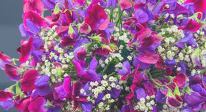 How To Pinch Sweet Peas