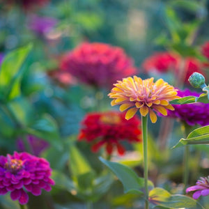 How to Grow Zinnias