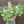 Load image into Gallery viewer, Flower Club