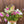 Load image into Gallery viewer, Flower Club