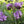 Load image into Gallery viewer, The Hardy Annual Starter Kit