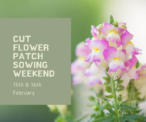 Cut Flower Patch Sowing Weekend - 15th & 16th February 2025