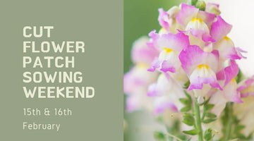 Cut Flower Patch Sowing Weekend - 15th & 16th February 2025