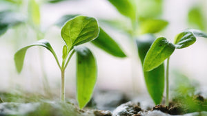 Getting Started – Soil & Kit