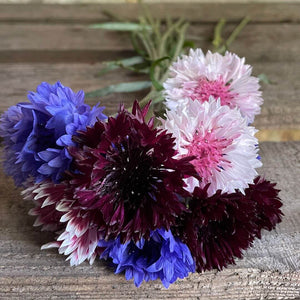 Autumn Sowing with The Floral Project