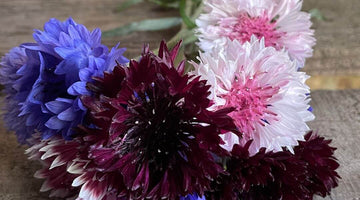 Autumn Sowing with The Floral Project