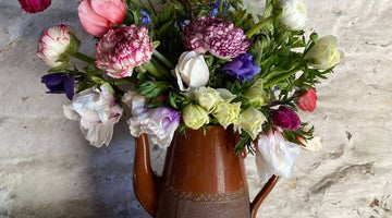 How to Sow Ranunculus and Anemones