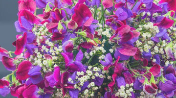 How To Pinch Sweet Peas