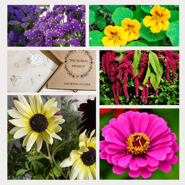 Amaranthus and More