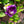 Load image into Gallery viewer, Phlox and more
