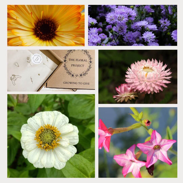 Zinnias and More