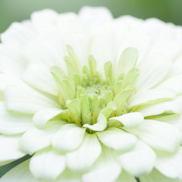 The May Flower Kit