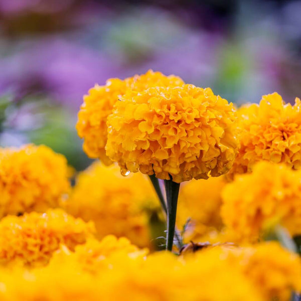 The May Flower Kit