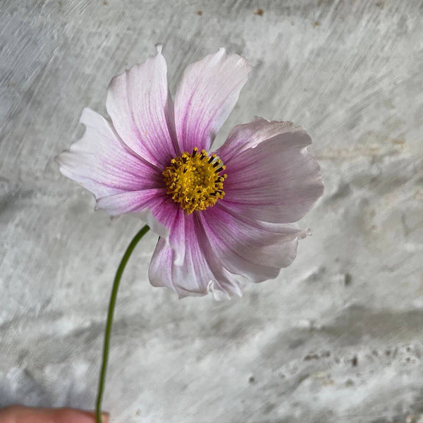 The May Flower Kit