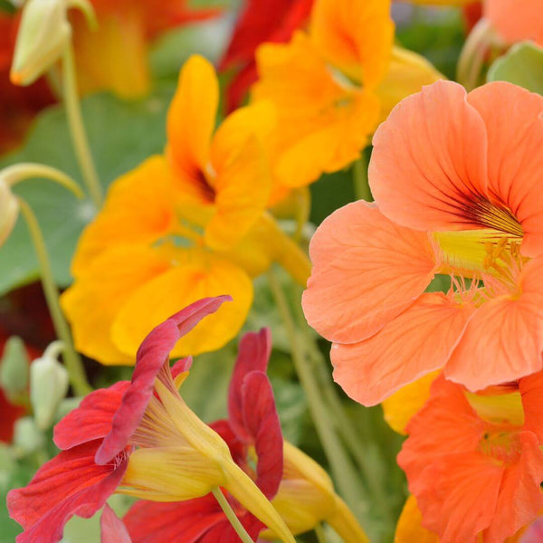 The May Flower Kit