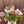 Load image into Gallery viewer, The Flower Club

