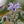 Load image into Gallery viewer, Phlox and more
